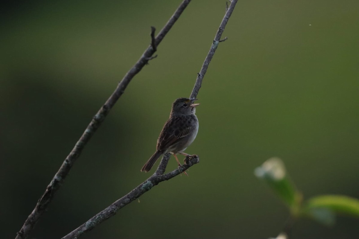 Grassland Sparrow - Julian Lopez