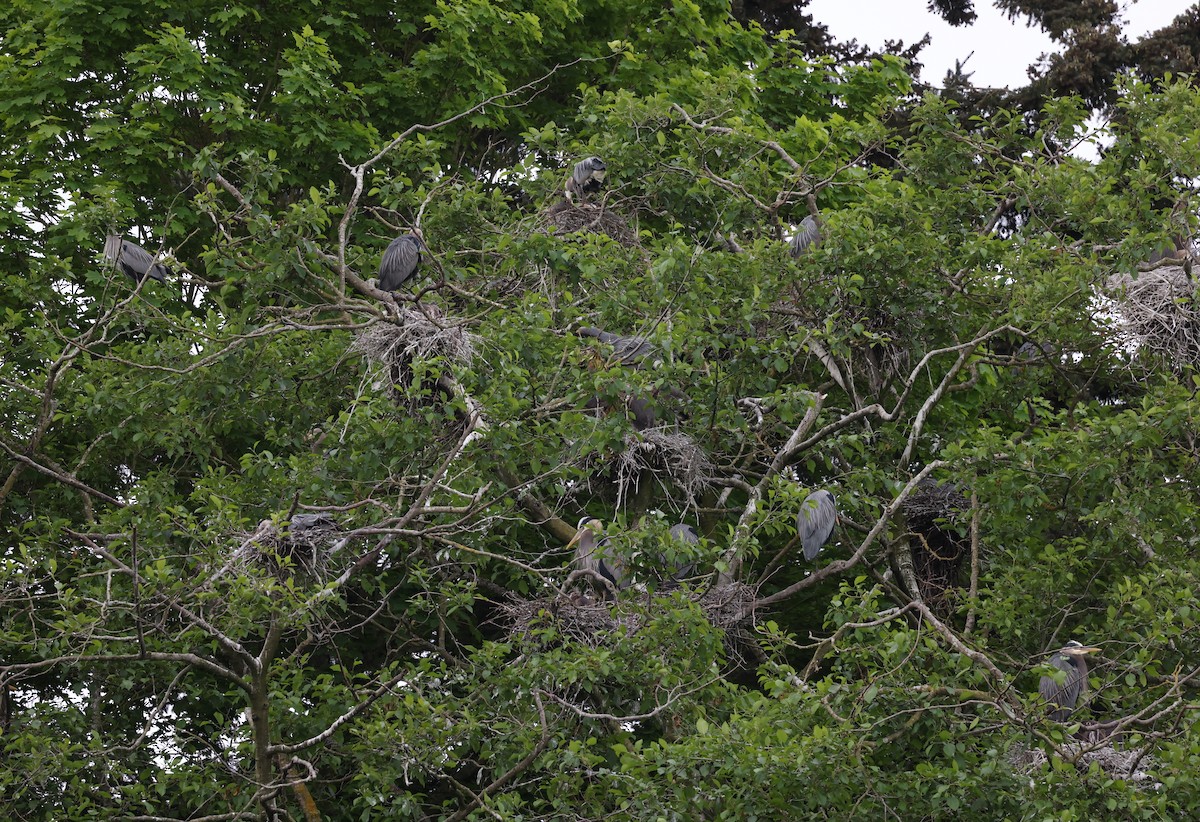 Garza Azulada - ML619082238