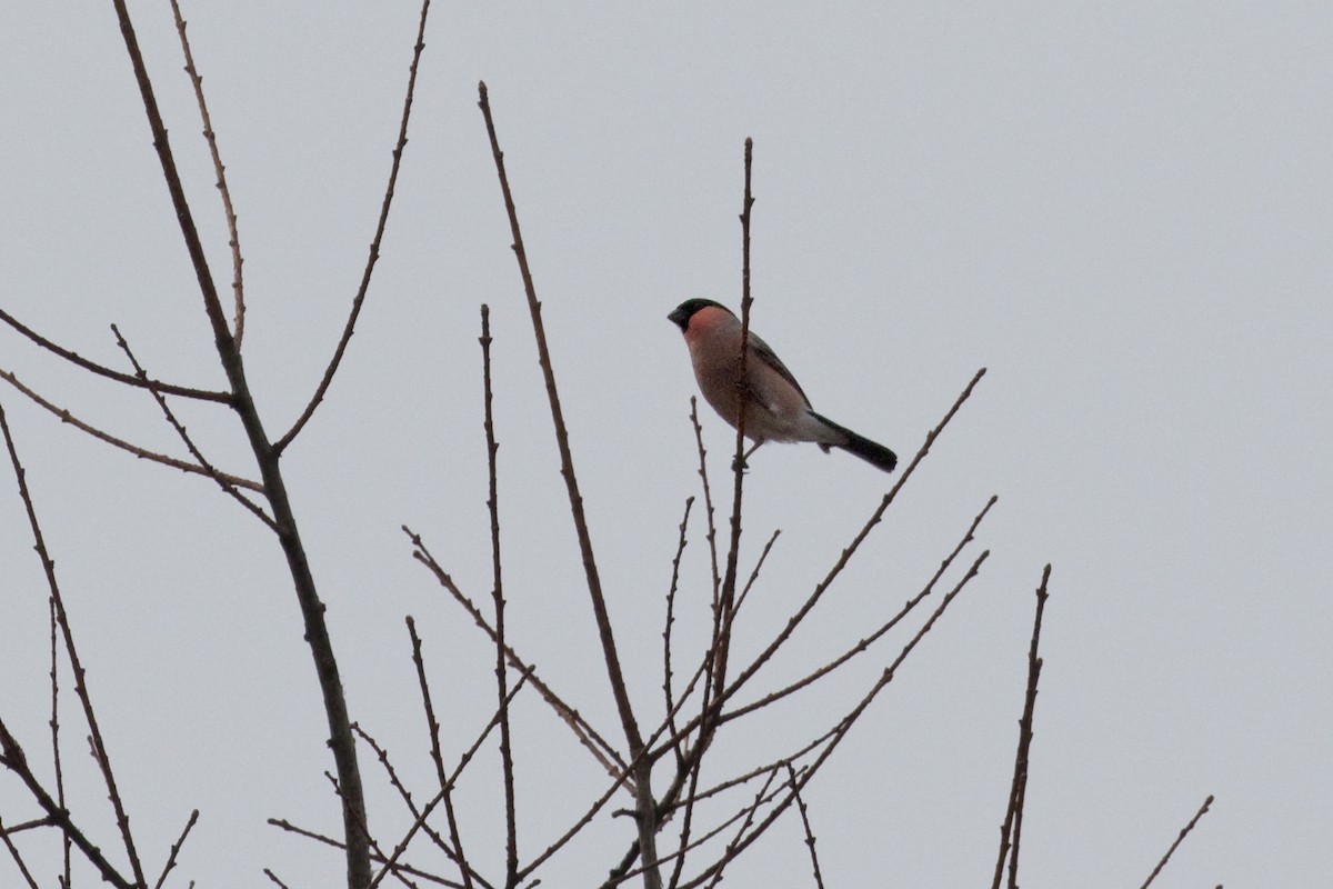 Eurasian Bullfinch (Baikal) - ML619082239