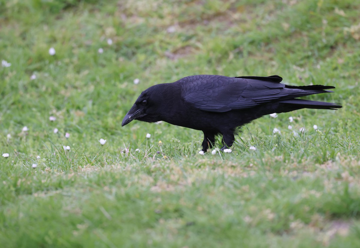 American Crow - ML619082246