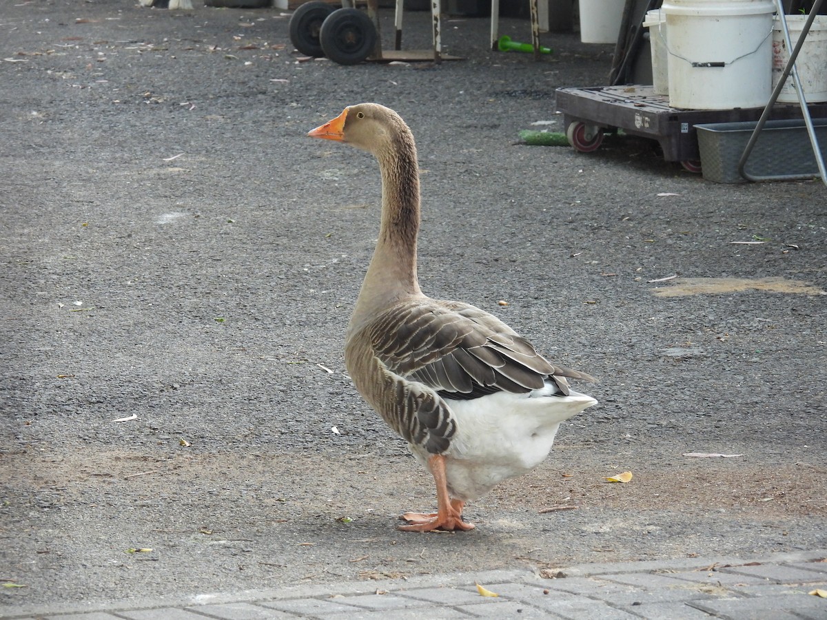 Domestic goose sp. (Domestic type) - Carmel Ravid