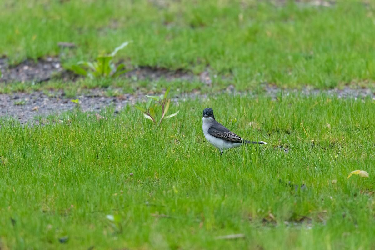 Eastern Kingbird - Steve Rappaport