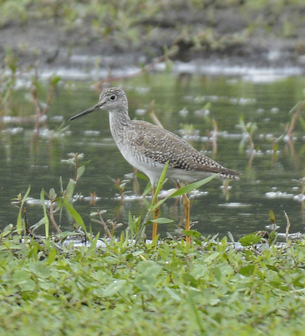 Greater Yellowlegs - ML619082263