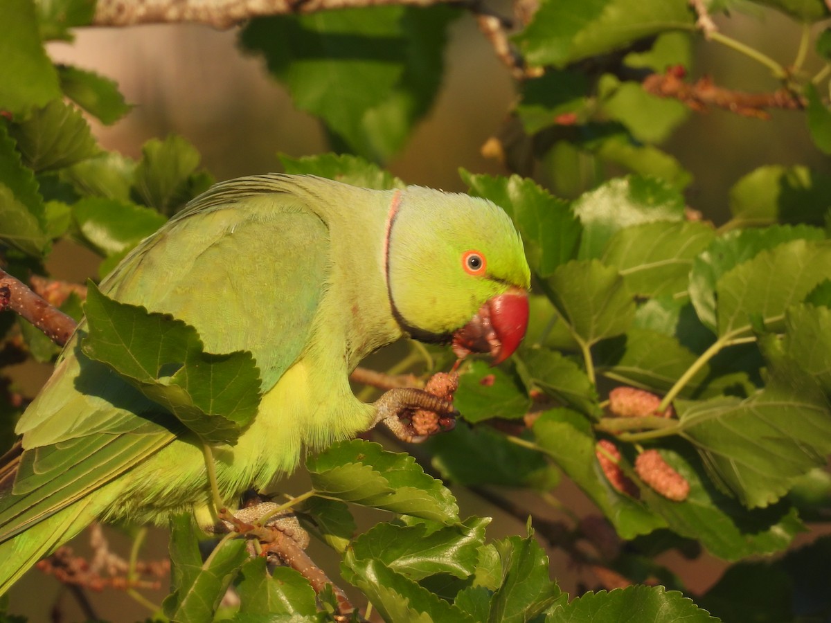 Rose-ringed Parakeet - Carmel Ravid