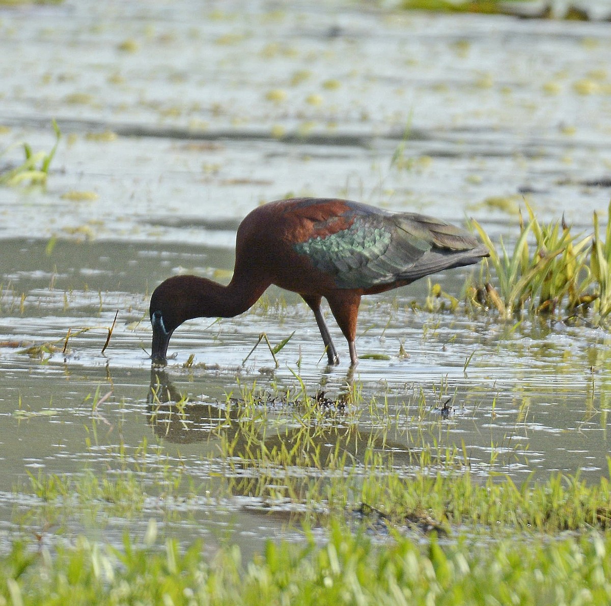 Glossy Ibis - Patrick  Leary