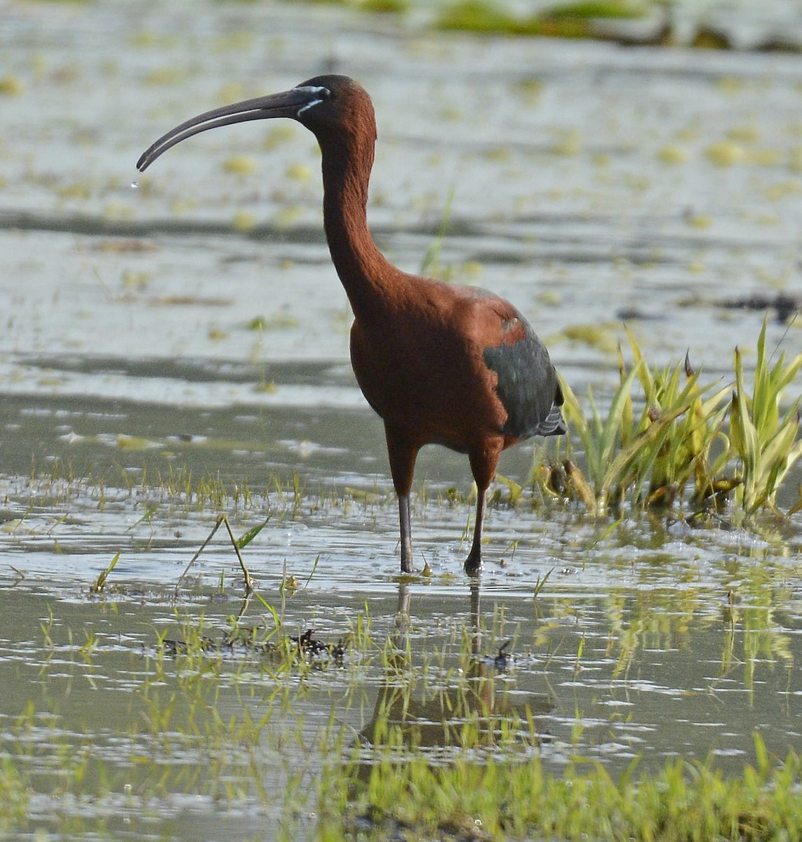 Glossy Ibis - Patrick  Leary