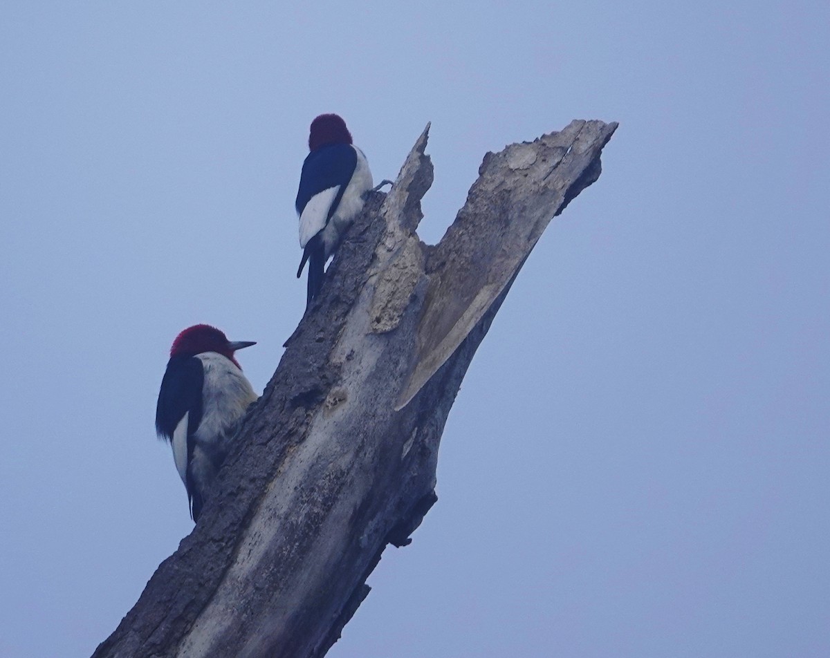 Red-headed Woodpecker - Mary Eyman