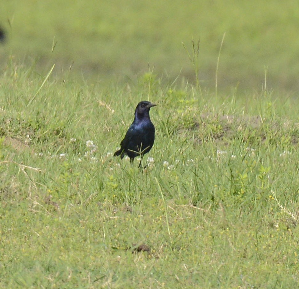 Common Grackle - Patrick  Leary