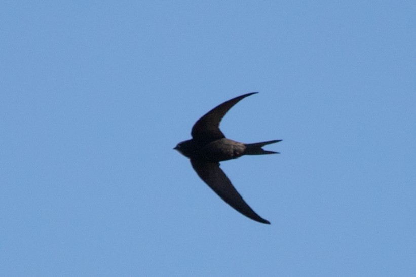 Common Swift - ML619082329