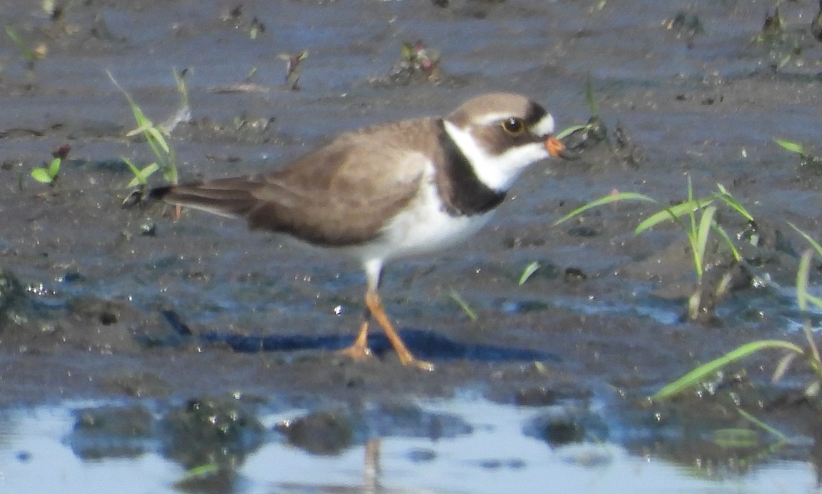 Semipalmated Plover - Brent Daggett