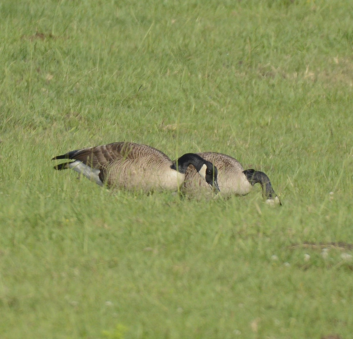 Canada Goose - ML619082339