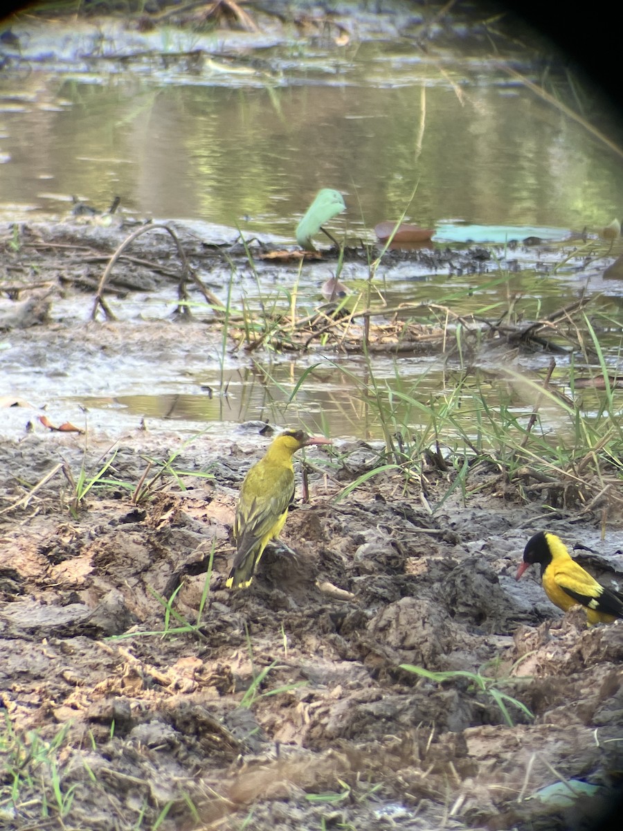 Black-naped Oriole - João Brito