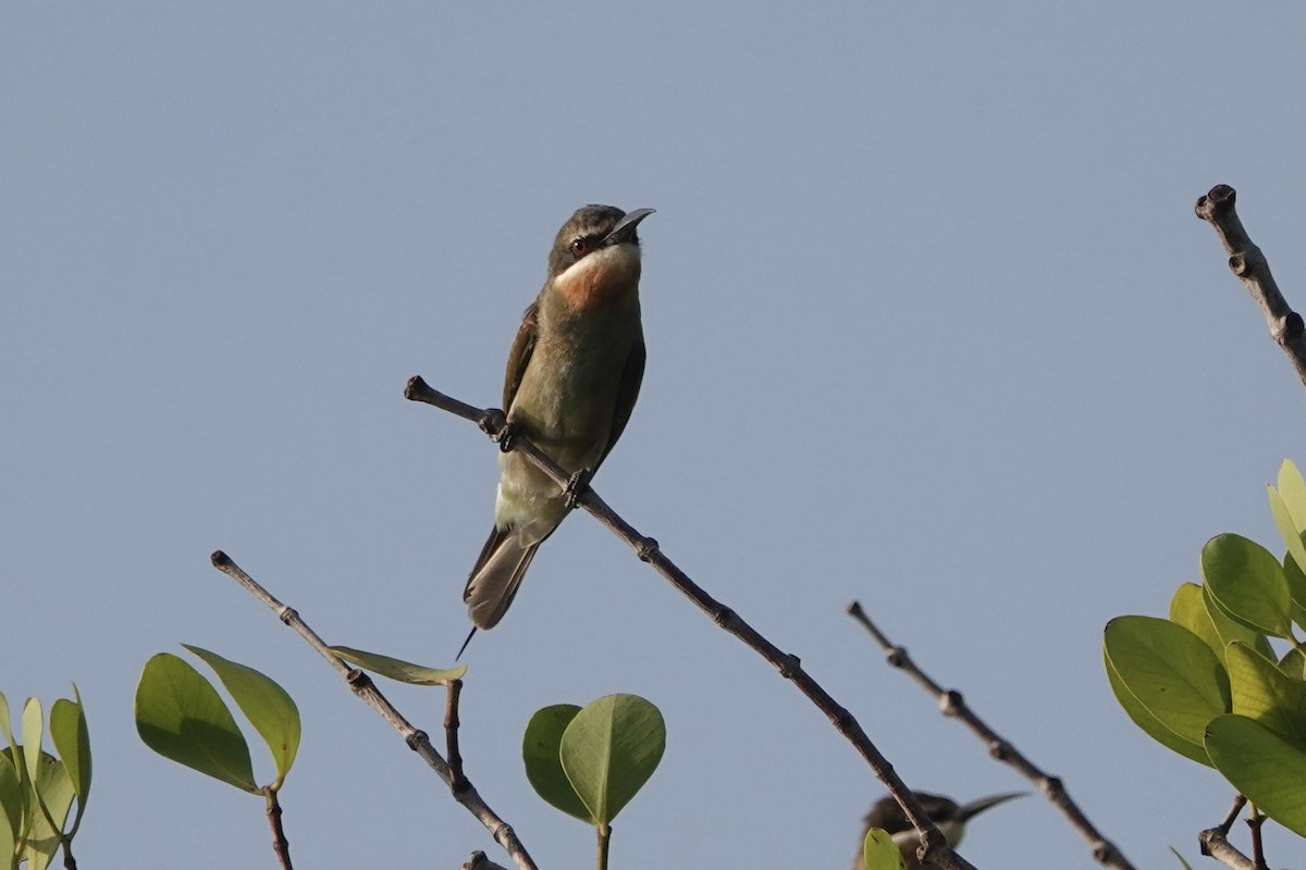 Madagascar Bee-eater - Daniel Blok 🦤