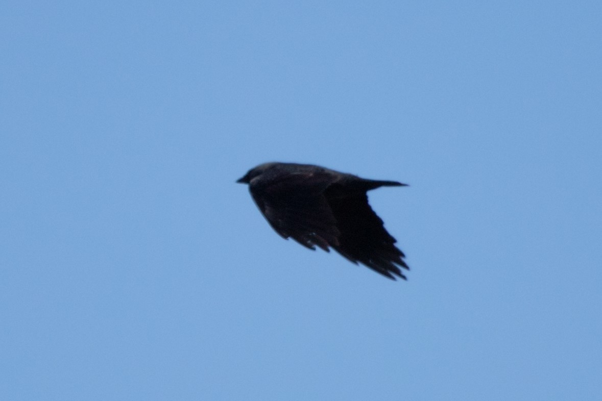 Eurasian Jackdaw - Marina (Марина) Koroleva (Королева)