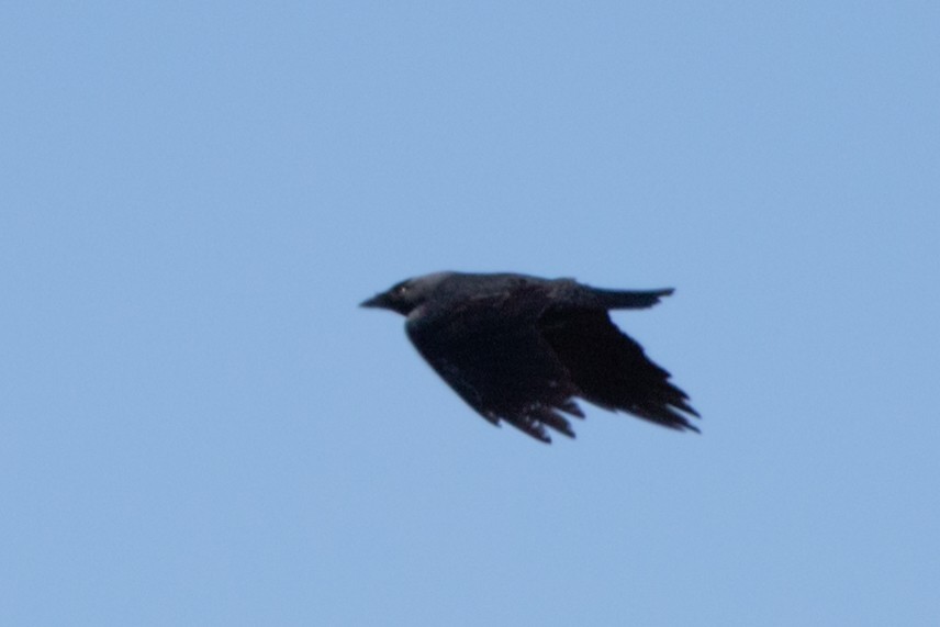 Eurasian Jackdaw - Marina (Марина) Koroleva (Королева)