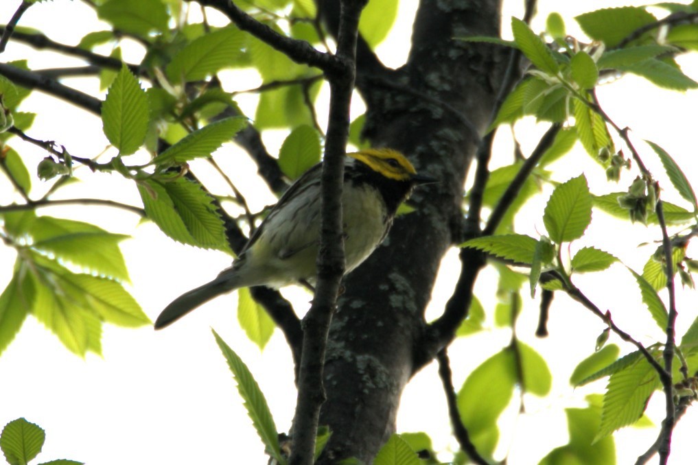 Black-throated Green Warbler - alain lajeunesse