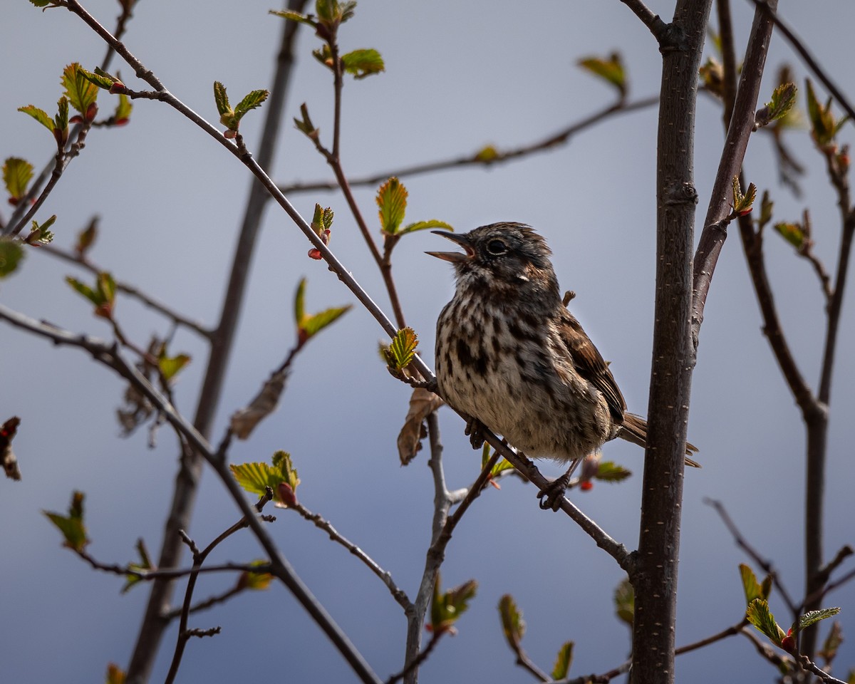 Song Sparrow - ML619082384