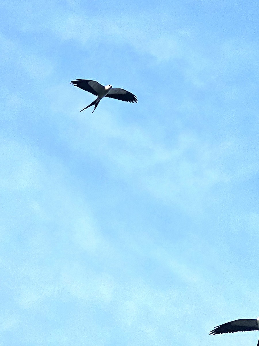 Swallow-tailed Kite - Martin Mann