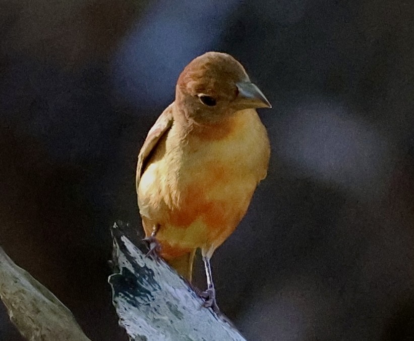 Summer Tanager - Dean Silvers