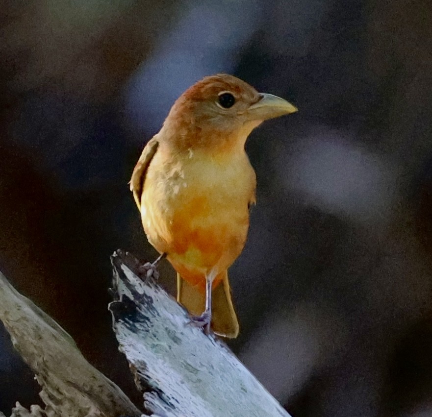 Summer Tanager - Dean Silvers