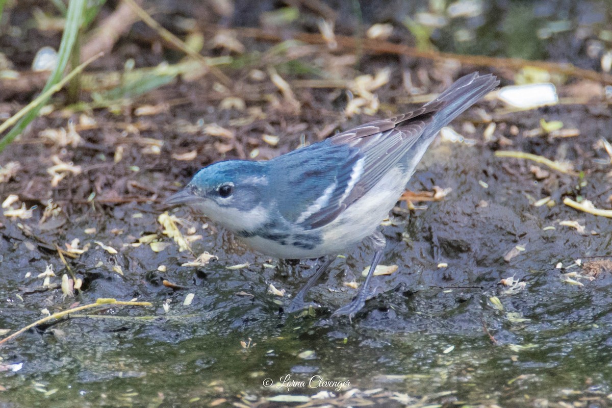 Cerulean Warbler - ML619082403