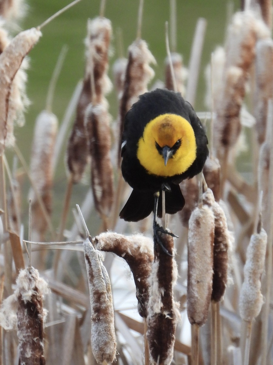 Yellow-headed Blackbird - George Halmazna