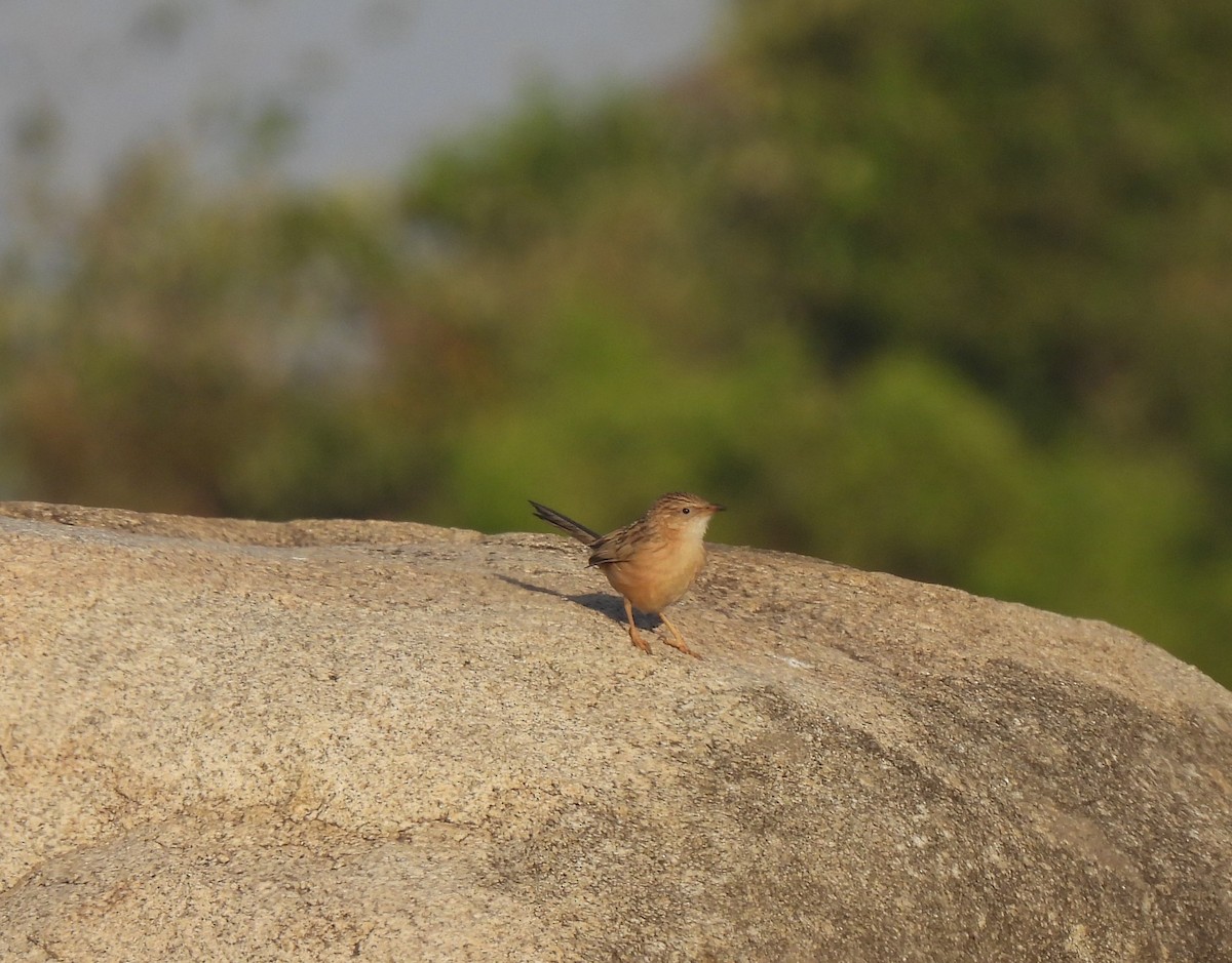 Common Babbler - Sahana M