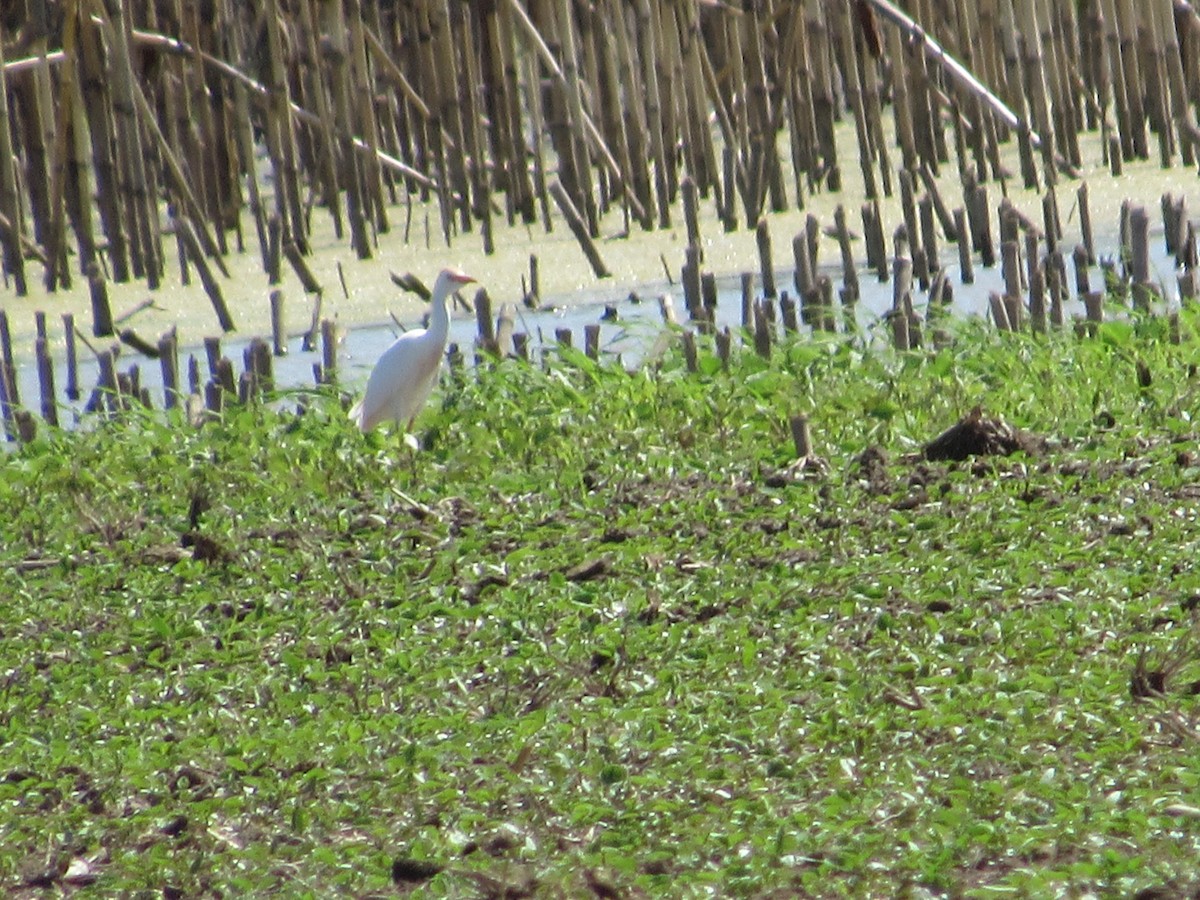 Western Cattle Egret - ML619082424