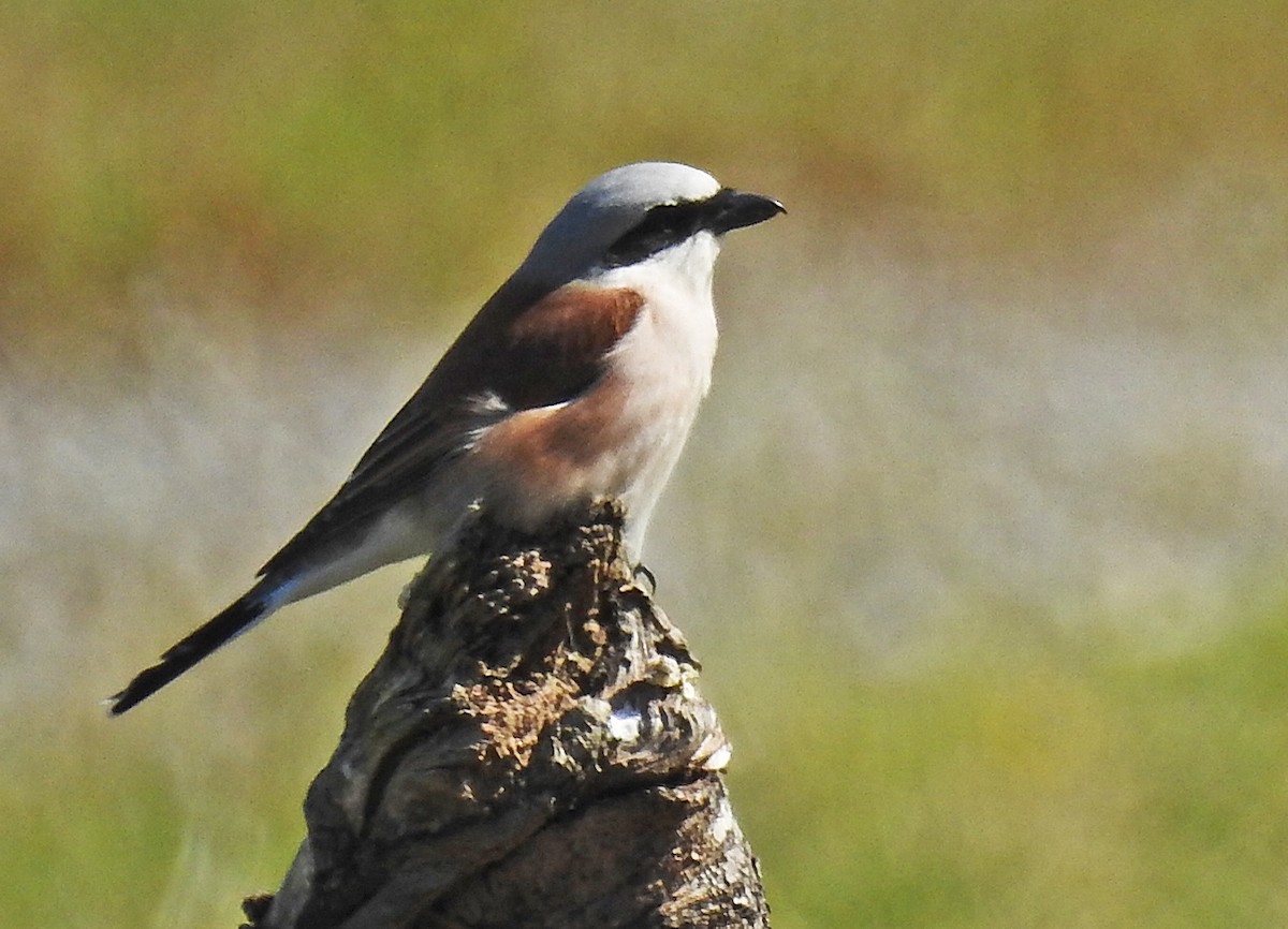 Red-backed Shrike - Manfred Schleuning