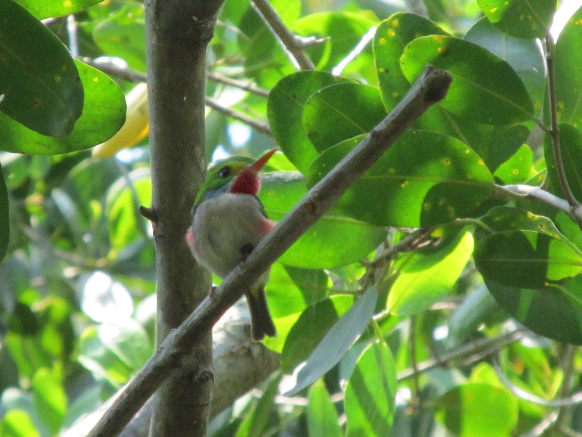 Cuban Tody - Carlos Hernández Peraza