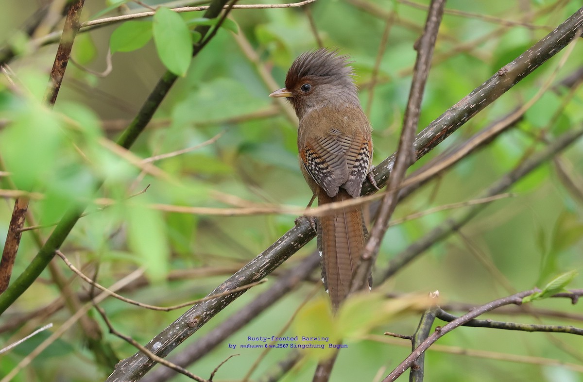 Rusty-fronted Barwing - Argrit Boonsanguan