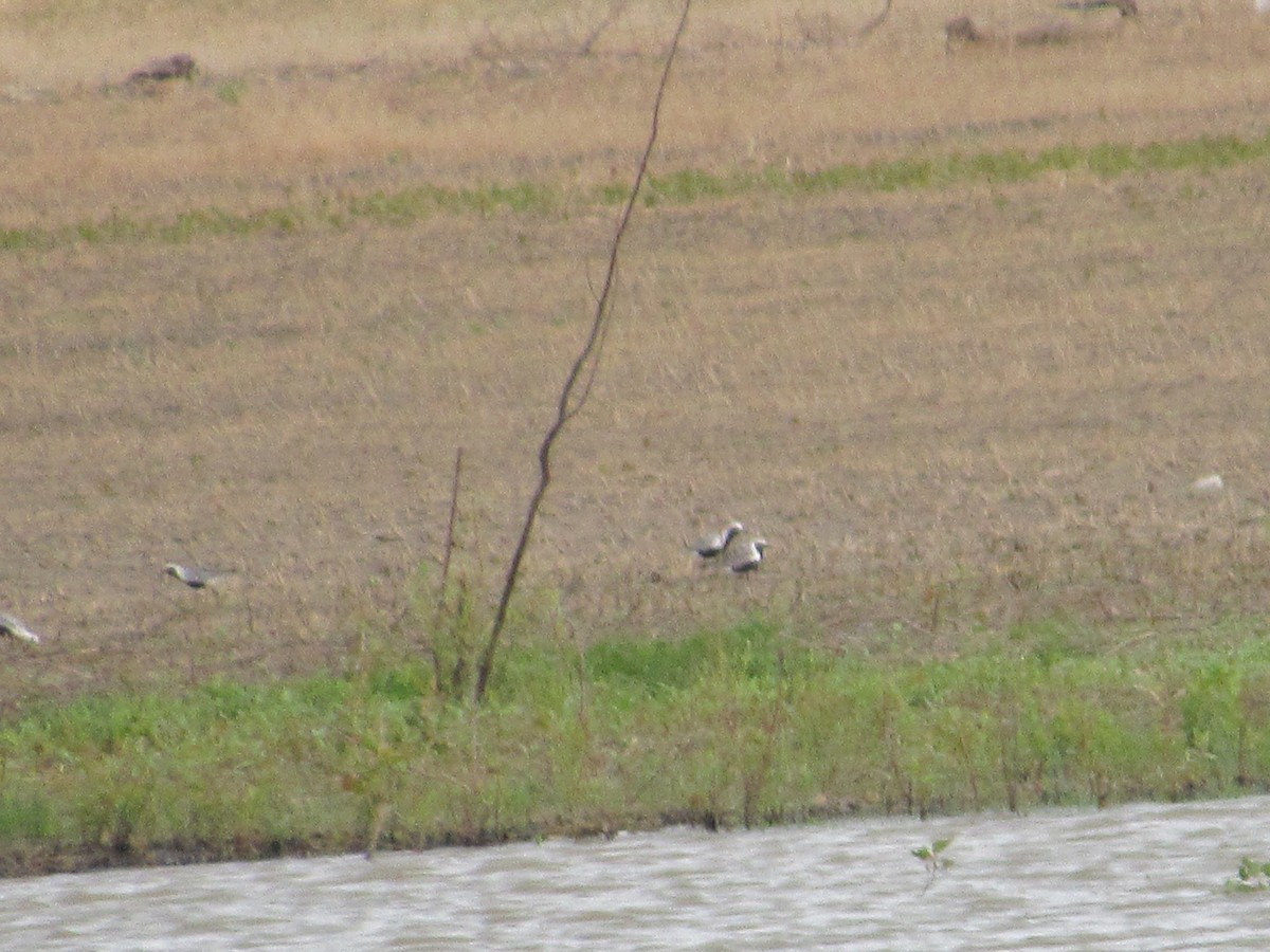 Black-bellied Plover - David Stone