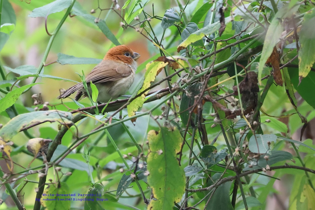 White-breasted Parrotbill - Argrit Boonsanguan