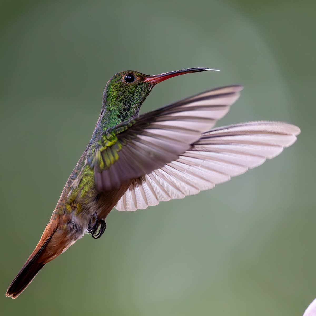 Rufous-tailed Hummingbird - Lutz Duerselen