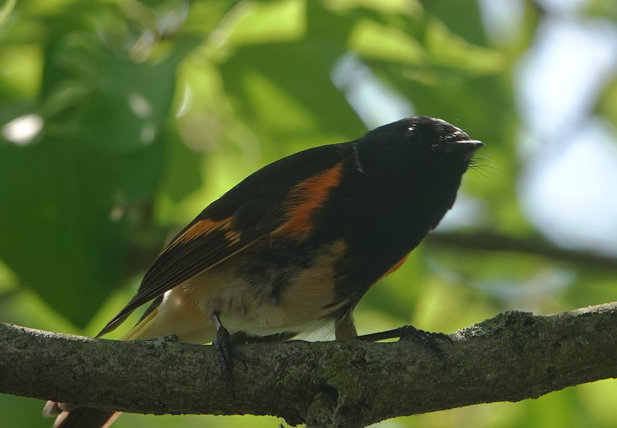 American Redstart - ML619082624