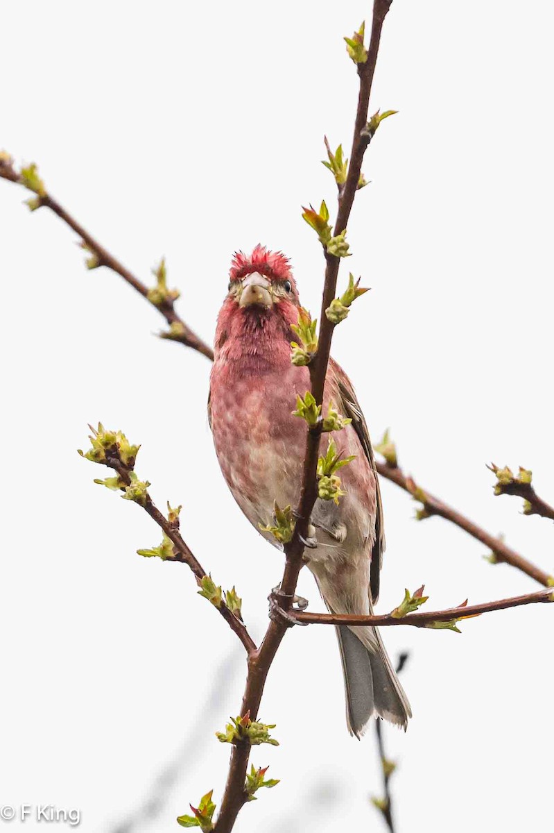 Purple Finch - Frank King