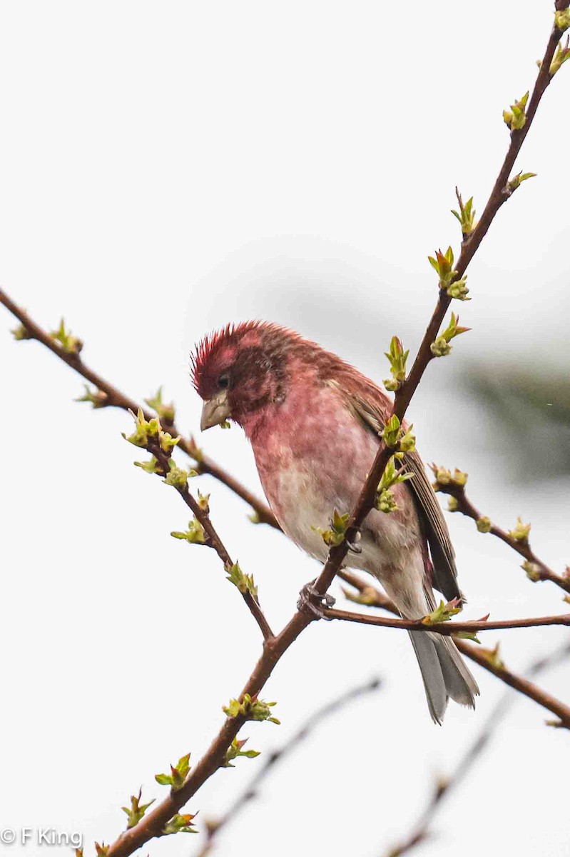 Purple Finch - Frank King