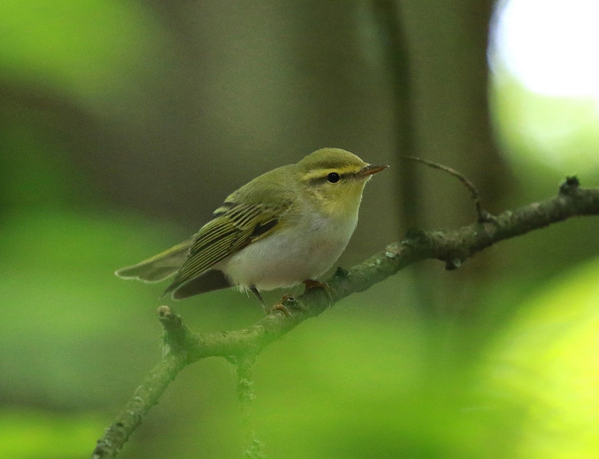 Wood Warbler - Neil Osborne