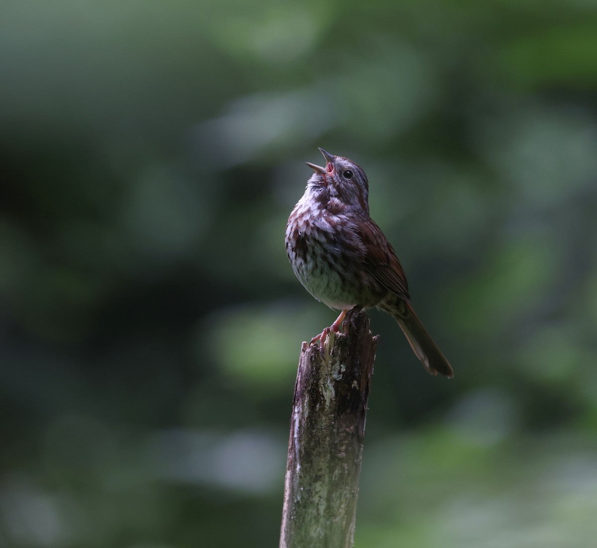 Song Sparrow - Andy Gee