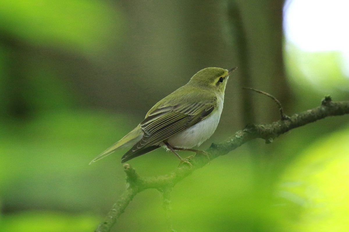 Wood Warbler - ML619082709