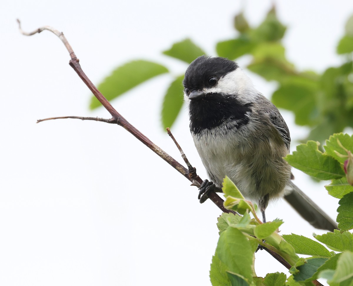 Black-capped Chickadee - Andy Gee