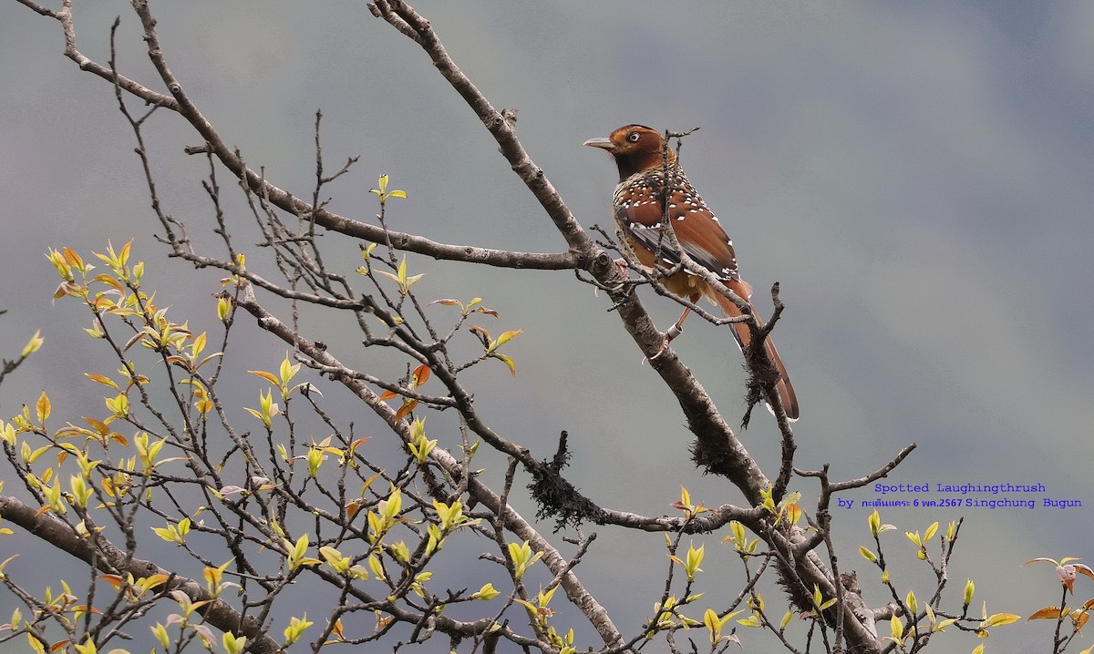 Spotted Laughingthrush - Argrit Boonsanguan