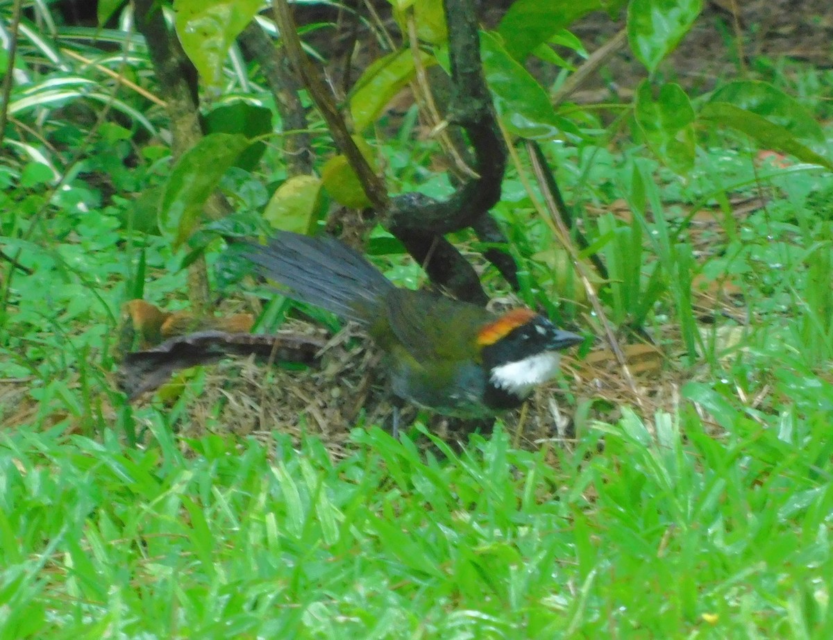 Chestnut-capped Brushfinch - Daniela López Rugeles