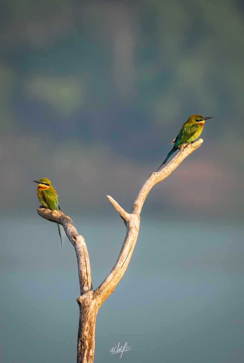 Blue-tailed Bee-eater - Akhil BS