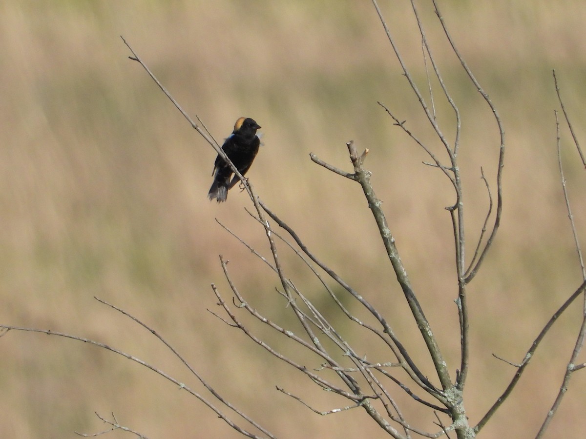 bobolink americký - ML619082752