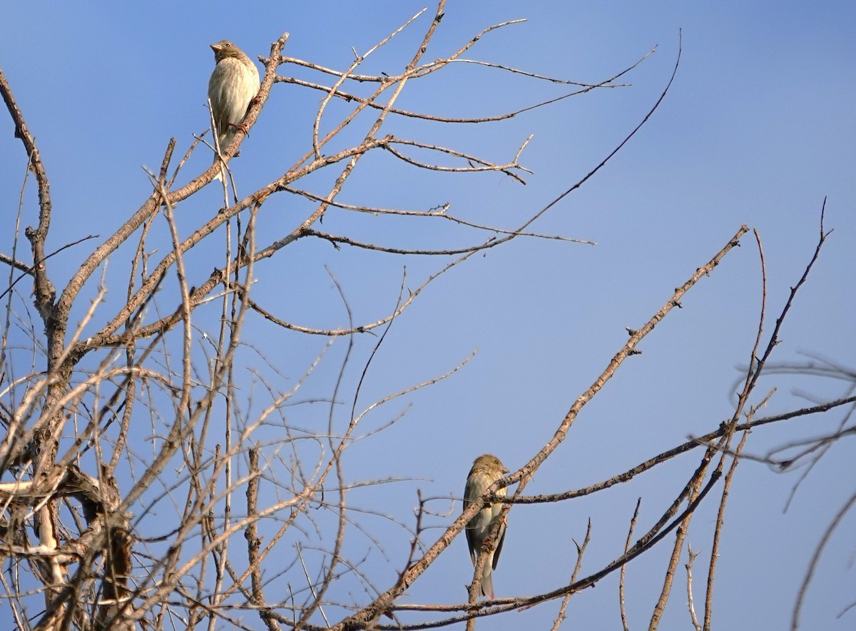 Common Rosefinch - Edurne Ugarte
