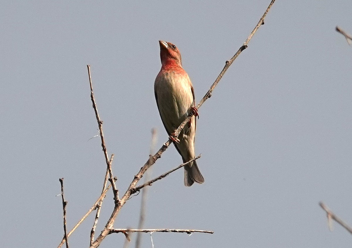 Common Rosefinch - Edurne Ugarte