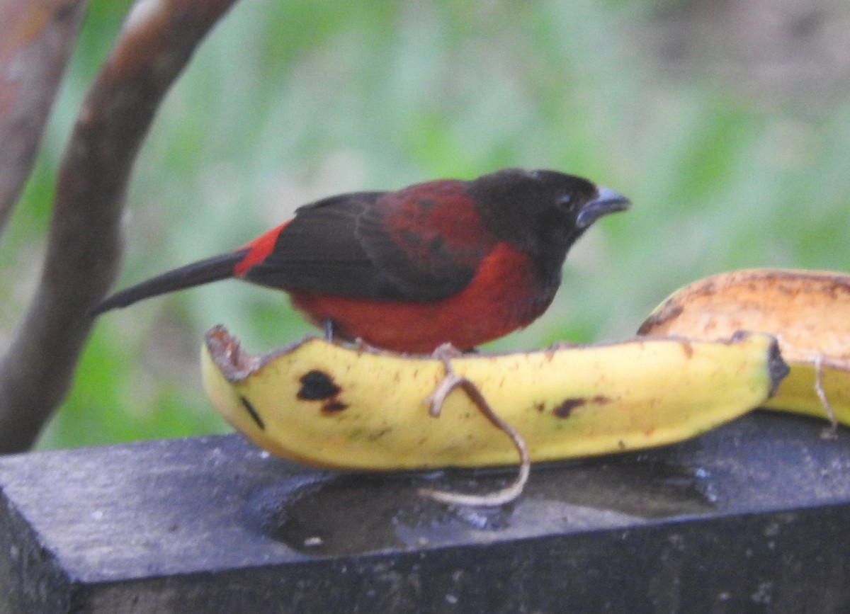 Crimson-backed Tanager - Julio P