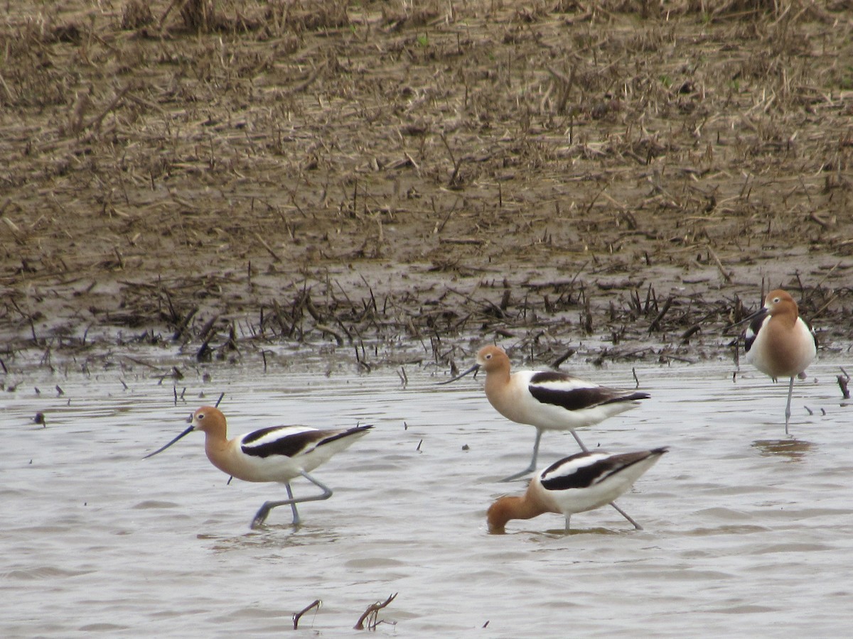 American Avocet - ML619082770