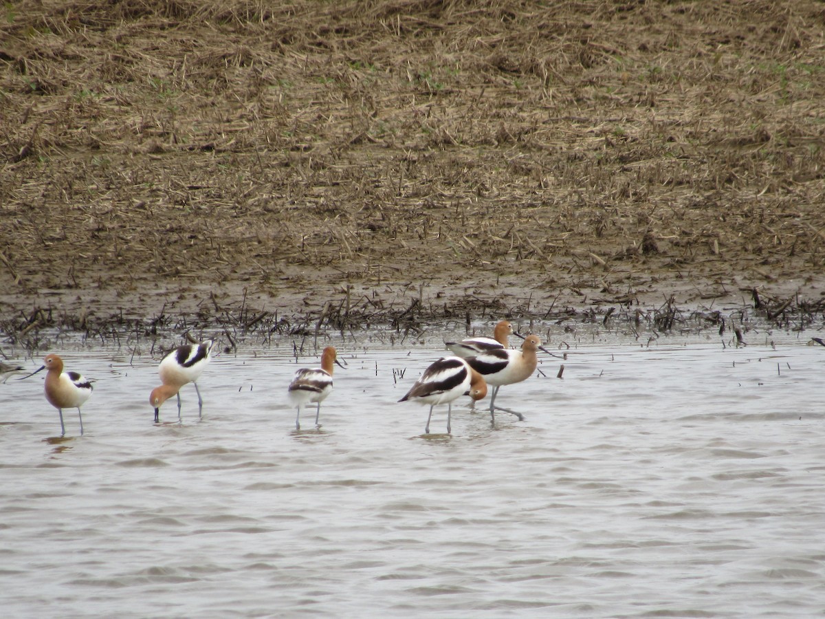 American Avocet - ML619082771